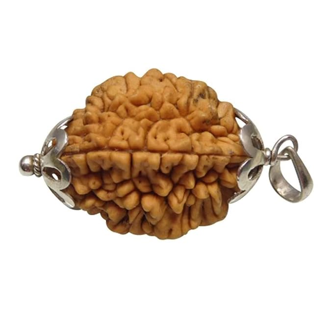 2 Mukhi Rudraksha β For Harmony, Relationships & Emotional Balance-Lab Certified