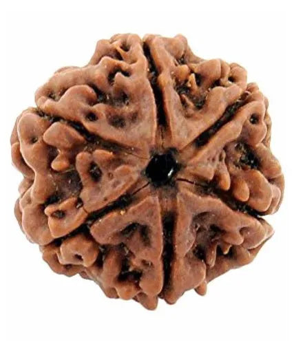 6 Mukhi Rudraksha – For Willpower, Focus & Emotional Balance-Lab Certified