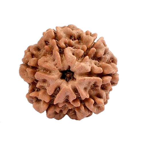 6 Mukhi Rudraksha – For Willpower, Focus & Emotional Balance-Lab Certified