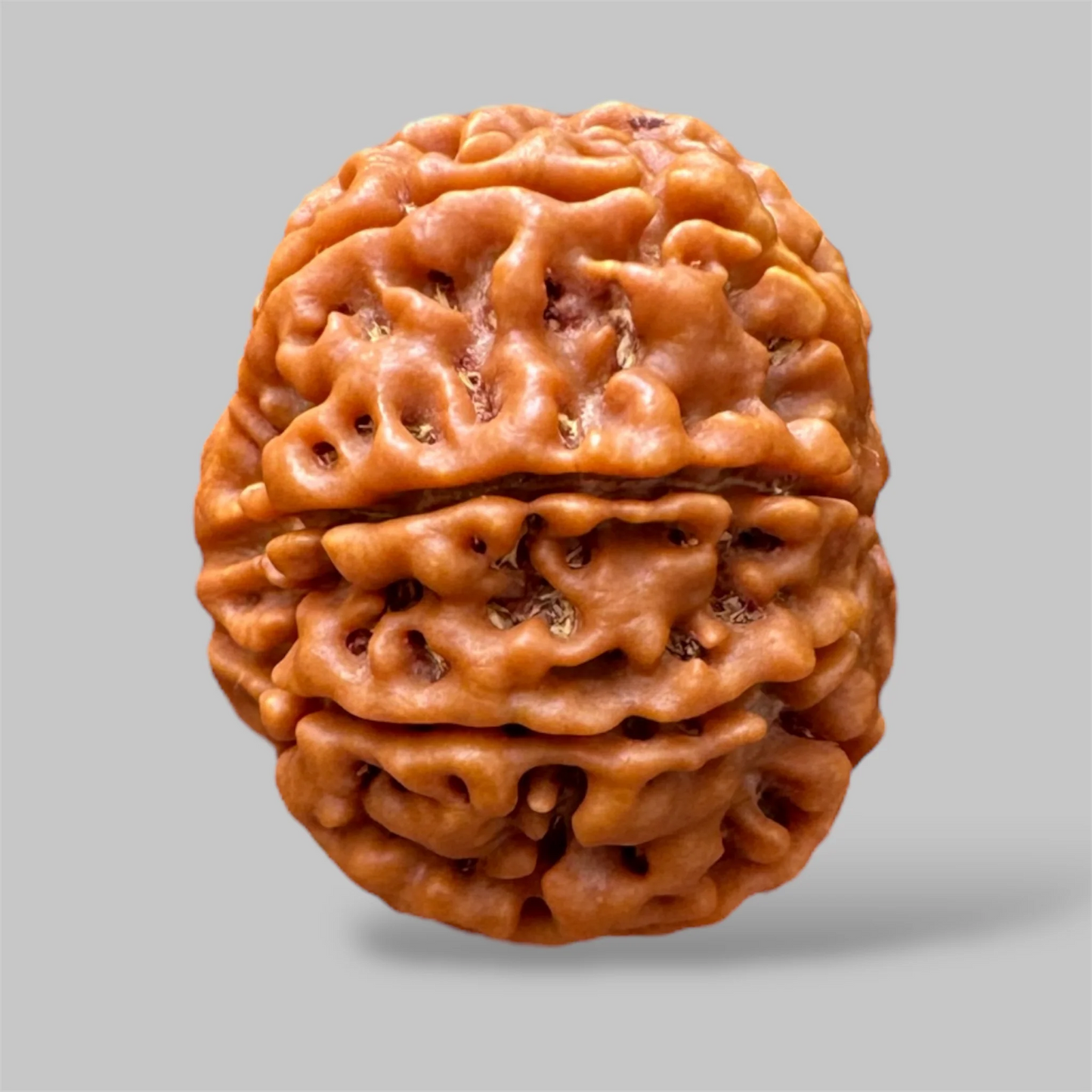 8 Mukhi Rudraksha – For Removing Obstacles & Gaining Wisdom-Lab Certified