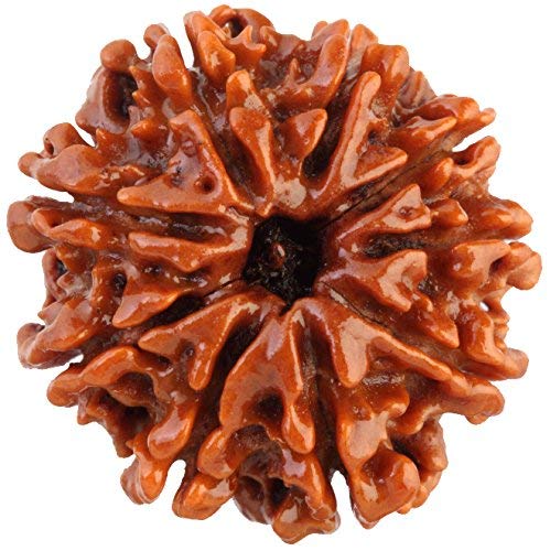9 Mukhi Rudraksha – For Power, Protection & Spiritual Awakening-Lab Certified