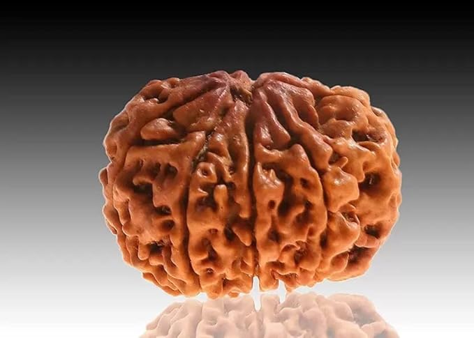 9 Mukhi Rudraksha – For Power, Protection & Spiritual Awakening-Lab Certified