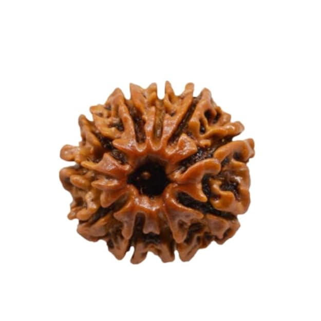 10 Mukhi Rudraksha – For Protection, Peace & Divine Blessings-Lab Certified