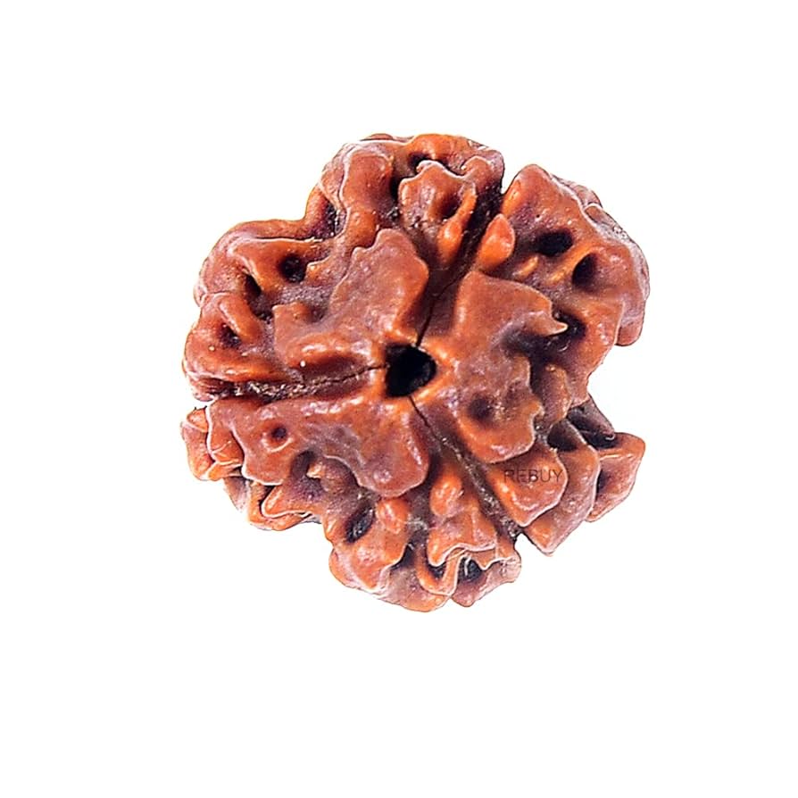 3 Mukhi Rudraksha – For Confidence & Freedom from Past Karma-Lab Certified