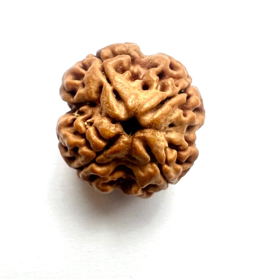 4 Mukhi Rudraksha – For Creativity & Improved Communication-Lab Certified