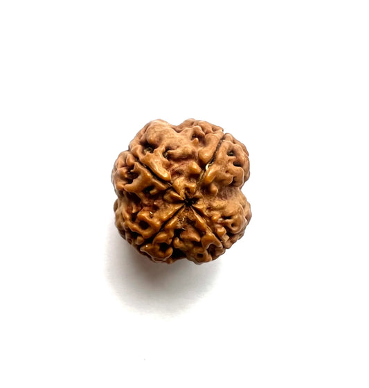 4 Mukhi Rudraksha – For Creativity & Improved Communication-Lab Certified
