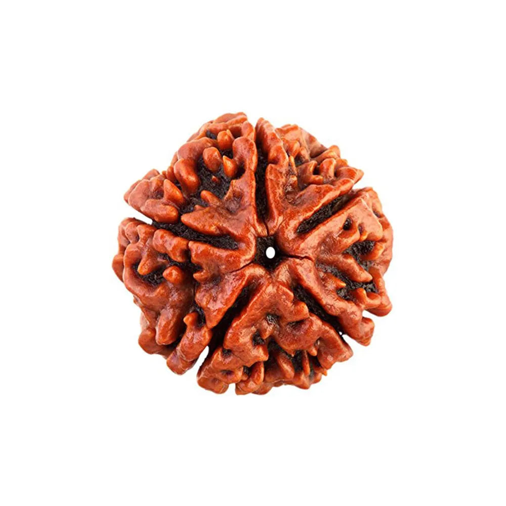 5 Mukhi Rudraksha – For Peace, Health & Spiritual Growth-Lab Certified