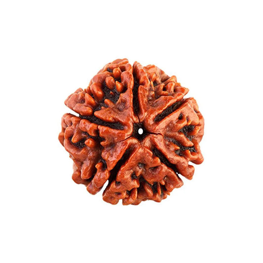 5 Mukhi Rudraksha – For Peace, Health & Spiritual Growth-Lab Certified