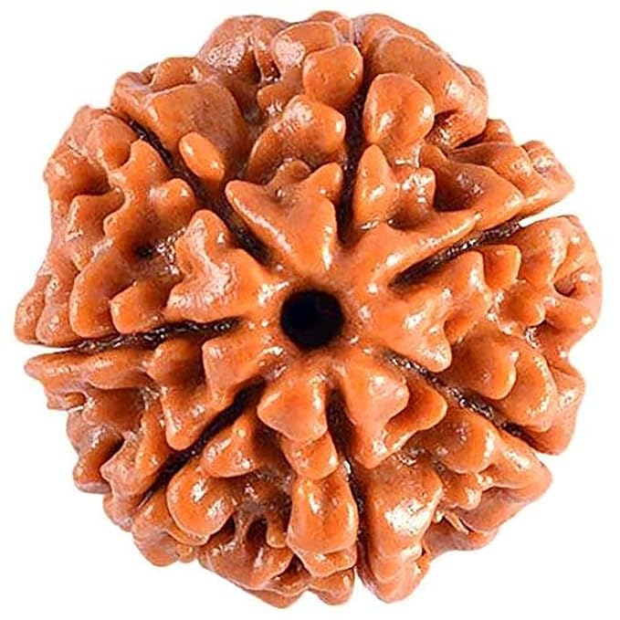 7 Mukhi Rudraksha – For Wealth, Health & Prosperity-Lab Certified