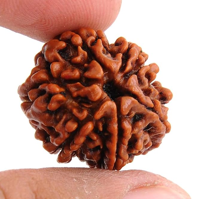 7 Mukhi Rudraksha – For Wealth, Health & Prosperity-Lab Certified