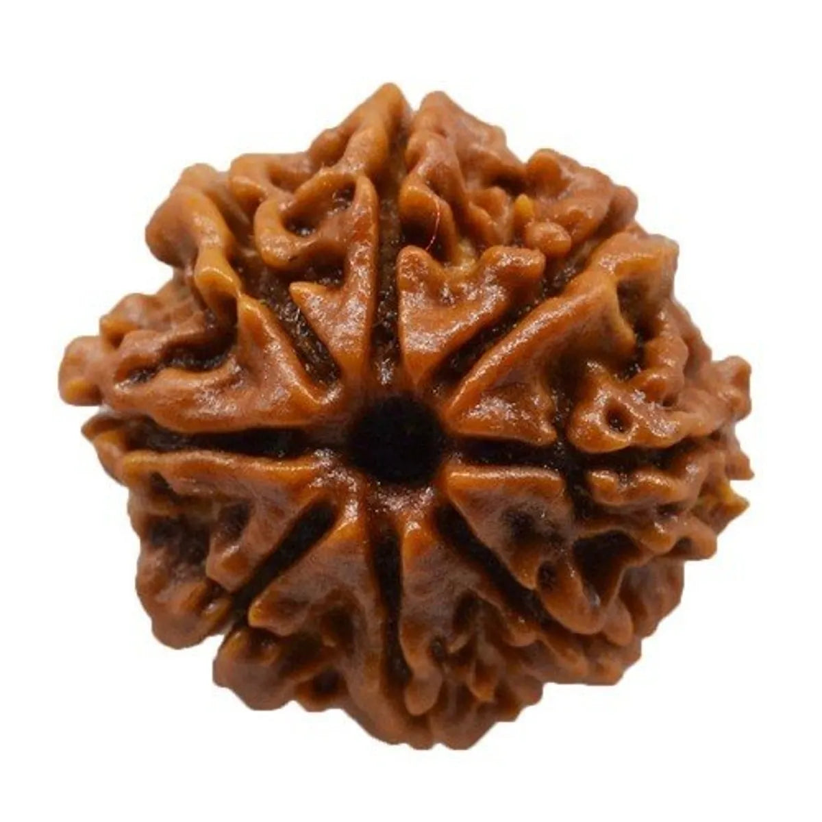 8 Mukhi Rudraksha – For Removing Obstacles & Gaining Wisdom-Lab Certified